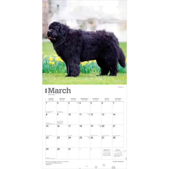 Newfoundlands | 2026 12 x 24 Inch (Hanging) Monthly Square Wall Calendar | Plastic-Free {3}