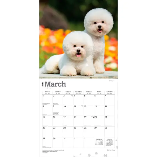 Bichon Frise | 2026 12 x 24 Inch (Hanging) Monthly Square Wall Calendar | Plastic-Free {3}