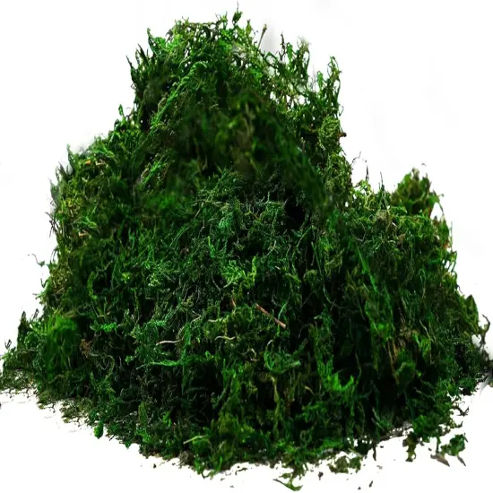Preserved Forest Moss, Fresh Green (2OZ) {1}