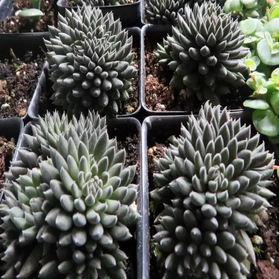 Crested Sedum- 2.5" Pot {5}