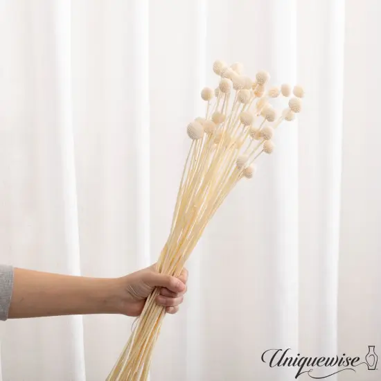 Uniquewise Preserved Real Floral Stems Chic Vase Fillers & Accents for Bouquets Centerpieces & Ornamental Displays Ideal for Home Office Boutique Cafe Resto Bar and Event Decor Ow billy buttons {5}