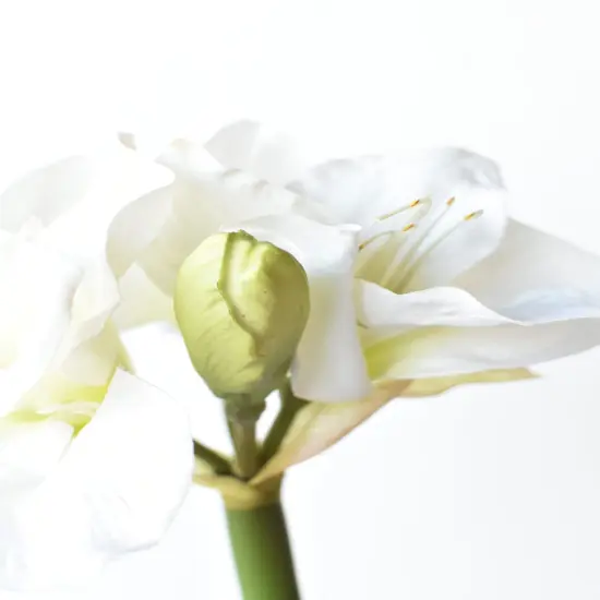 29" Faux White Amaryllis Stem {5}