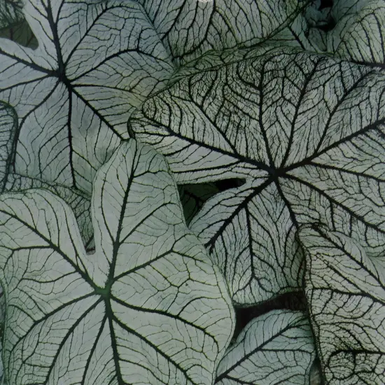 Caladium Allure 3 Bulbs - White/Green {1}