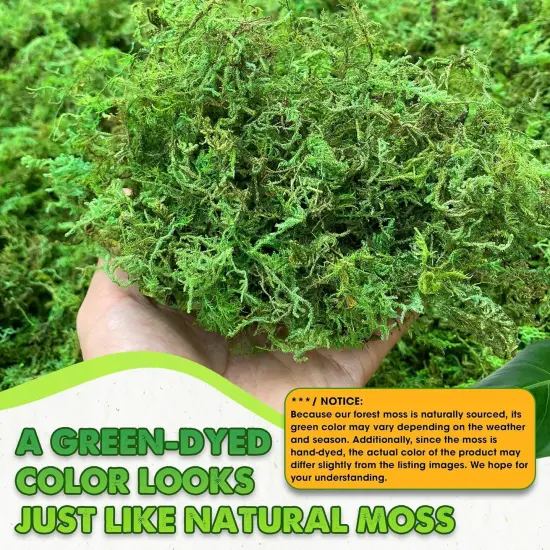 Green Moss for Crafts Decorative Moss Filler for Planters Moss Decor for Table Centerpieces Wedding Christmas Fairy Party Decor, Green Moss for Indoor Planters, DIY Project {2}