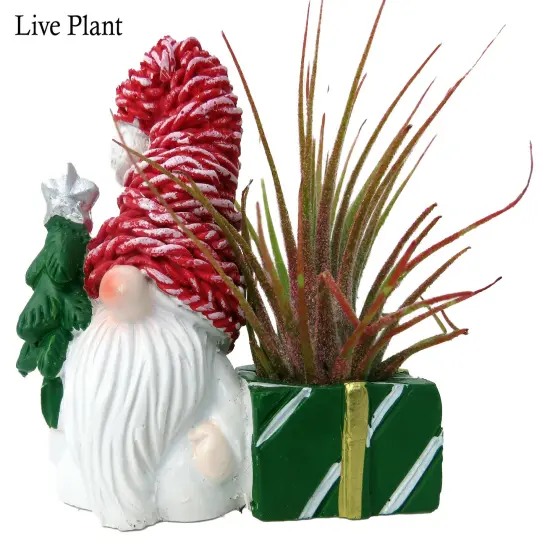 Ceramic Gnome with Red Hat Planter plus Live Air Plant - Tillandsia {2}