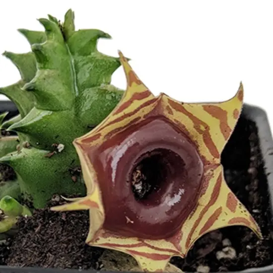 Lifesaver Cactus Plant - Huernia zebrina - Exotic Flower - 4" Pot {4}
