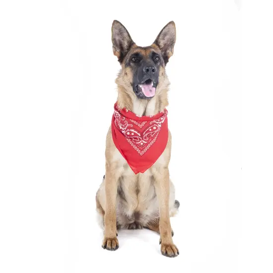 Balec Paisley Polyester Pets 6 Pack Dogs Bandana Triangle Shape- Oversized {2}