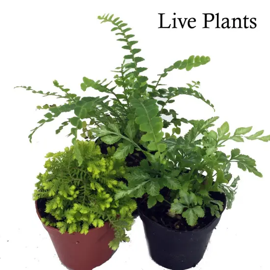 Mini Ferns for Terrariums/Fairy Garden - 3 Different Plants-2" Pots {1}