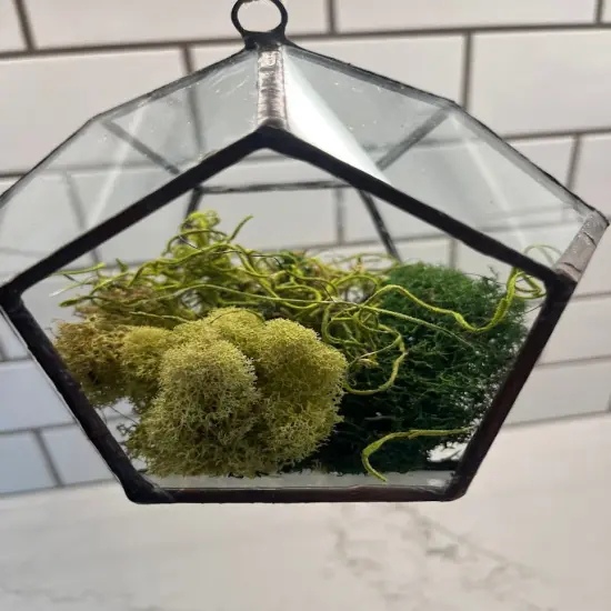 Hanging Glass Terrarium - Hexagon {6}