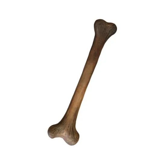 Small Dinosaur Bone Life Size Statue {3}