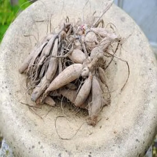 Patches Dahlia - Decorative Flower - #1 Size Root Clump {4}