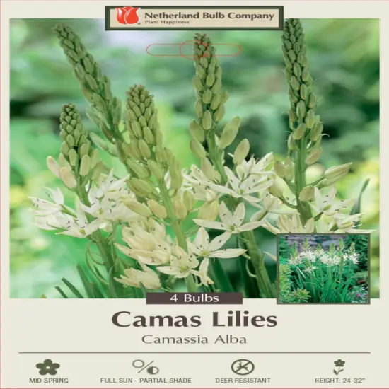 White Camas Lily - Camassia leichtlinii Alba - 4 Bulbs - Hardy - 14/+ cm Bulbs {1}