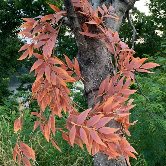 Fall Leaves Autumn Leaf Garland = 5.4 Feet (Willow/Maple Red) {5}