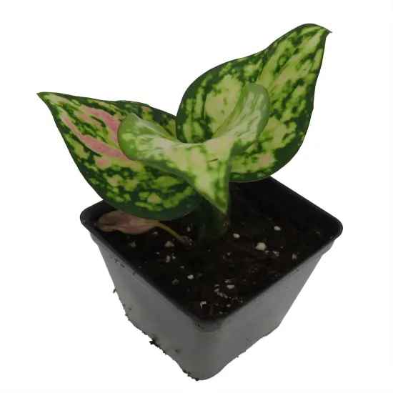 Red Zircon Chinese Evergreen Plant - Aglaonema - 2.5" Pot {3}