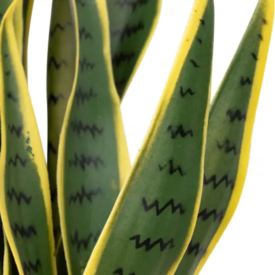 Northlight Real Touch&trade;️ Artificial Potted Striped Leaf Dracaena Snake Plant - 29" Green {5}