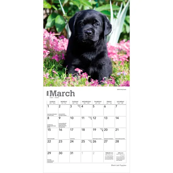 Black Labrador Retriever Puppies | 2026 7 x 14 Inch (Hanging) Monthly Mini Wall Calendar {3}