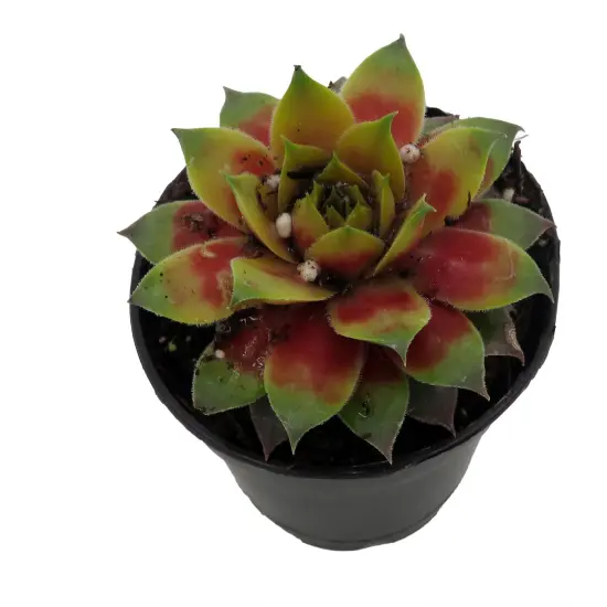 Chick Charmlettes&reg; Darlin' Dottie' - Sempervivum - 2" Pot {3}