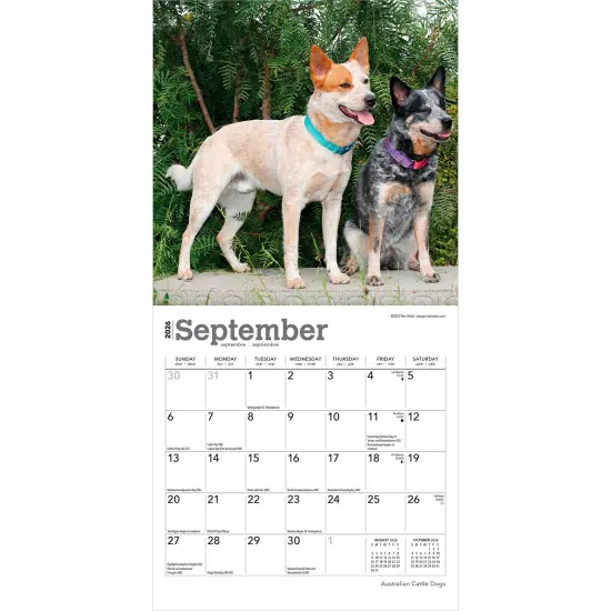 Australian Cattle Dogs | 2026 7 x 14 Inch (Hanging) Monthly Mini Wall Calendar {4}