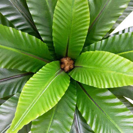 Northlight Two-Tone Bird Nest Fern Artificial Potted Plant - 22" - Green and Brown {5}