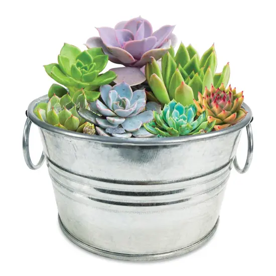 Collections Etc Grow Your Own Succulent Plant Kit with Metal Pot {4}