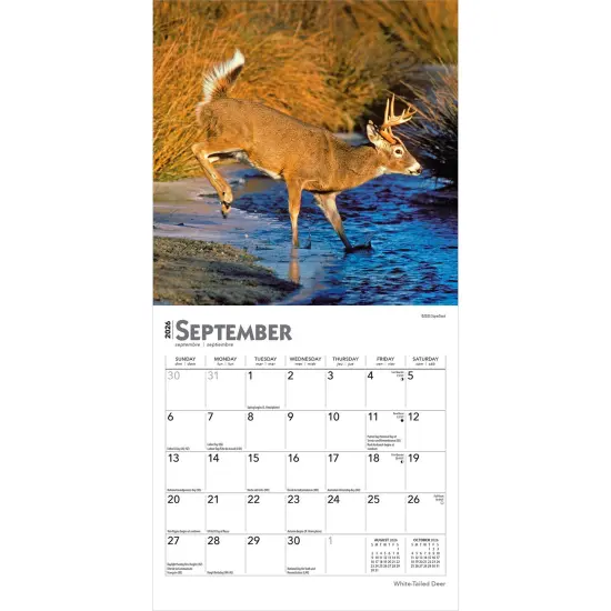 White Tailed Deer | 2026 7 x 14 Inch (Hanging) Monthly Mini Wall Calendar {4}