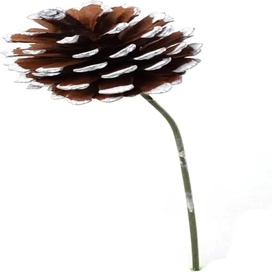 2PC 2.5" White-Tipped Pine Cone Pick Rustic Winter Accent for Wreaths, Crafts & Holiday Decor {1}