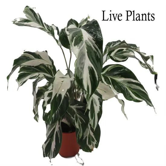 Calathea Stella - Prayer Plant - Calathea lancifolia - 4" Pot {1}