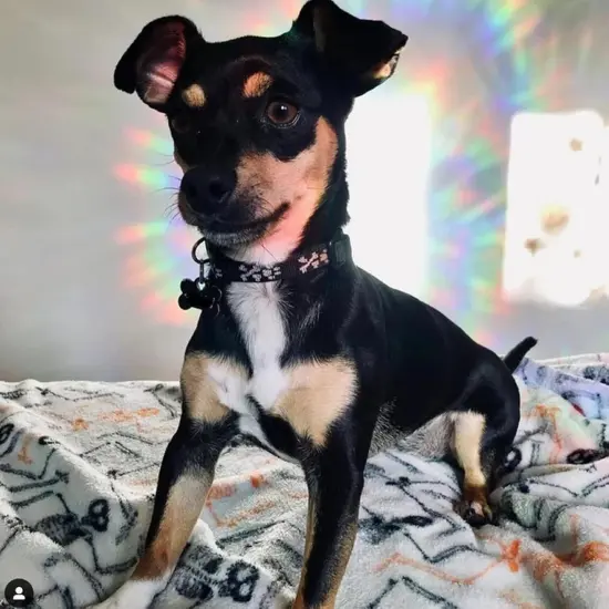 18 Pieces Cat Moon and Star Window Clings - Anti-Collision Decals {3}