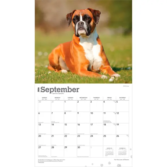 For the Love of Boxers | 2026 14 x 24 Inch (Hanging) Monthly Deluxe Wall Calendar | Foil Stamped Cover | Plastic-Free {4}