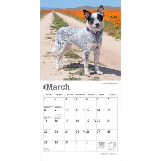 Australian Cattle Dogs | 2026 7 x 14 Inch (Hanging) Monthly Mini Wall Calendar {3}