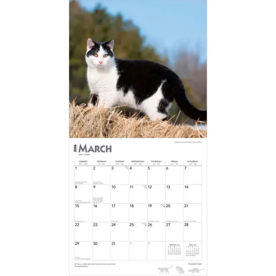 Tuxedo Cats | 2026 12 x 24 Inch (Hanging) Monthly Square Wall Calendar | Plastic-Free {3}