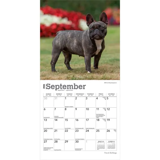 French Bulldogs | 2026 7 x 14 Inch (Hanging) Monthly Mini Wall Calendar {4}