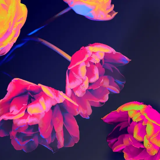 Neon Blossoms - Premium Fragrance Oil {1}