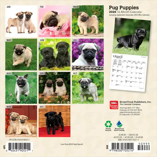 Pug Puppies | 2026 7 x 14 Inch (Hanging) Monthly Mini Wall Calendar {2}