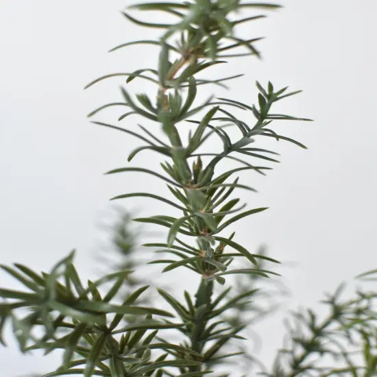 24" Faux Rosemary Bush {5}