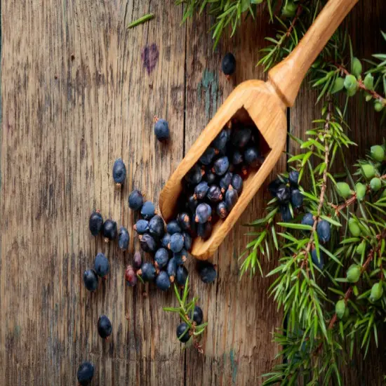 Juniper Berries & Tobacco - Premium Fragrance Oil {1}