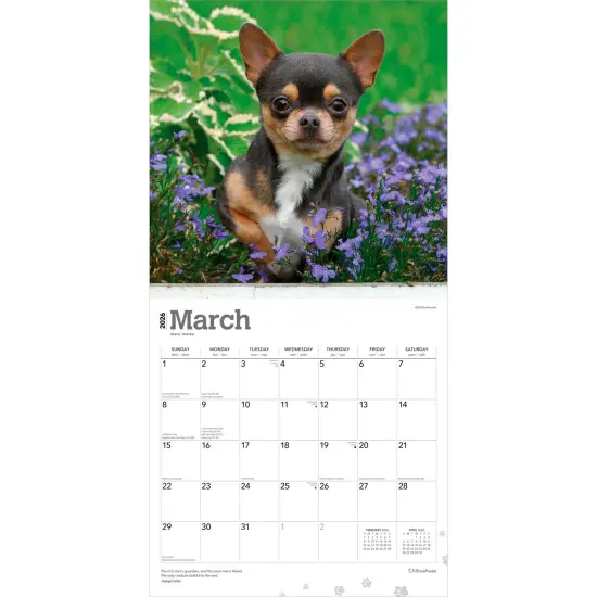 Chihuahuas | 2026 12 x 24 Inch (Hanging) Monthly Square Wall Calendar | Plastic-Free {3}