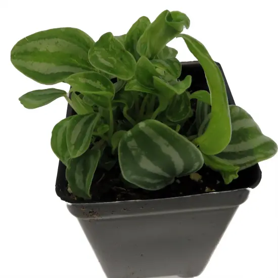 Sandersii Peperomia - 2.5" Pot {3}