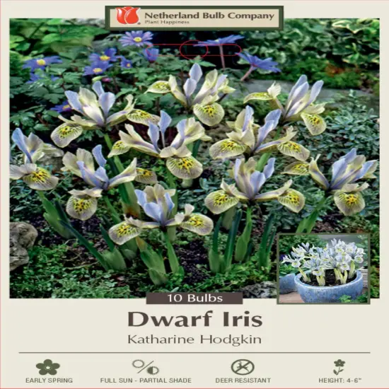 Katharine Hodgkin Orchid Iris 10 Bulbs - 6/+ cm Bulbs {1}