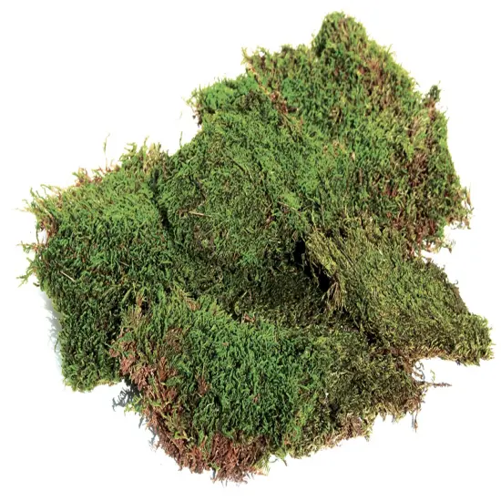 SuperMoss Preserved Sheet Moss 2oz-Green {3}