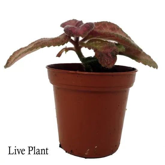 Silver Pinky Episcia - Flame Violet - Great House Plant - 2.5" Pot {2}