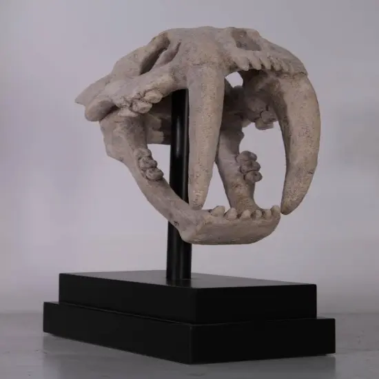 Saber Tooth Tiger Skull Life Size Statue {5}