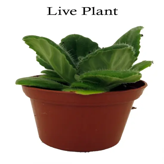 Crossroads Asian Violet - 2.5" Pot - Collector's Series {2}