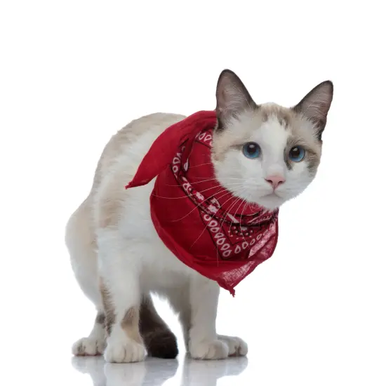 Pack of 4 Paisley Cotton Dog Bandana Triangle Shape- One Size Fits Most {4}