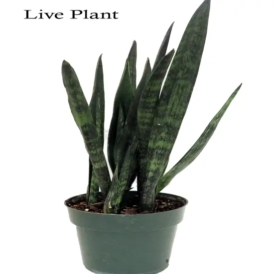 Snakeskin Snake Plant - Sansevieria - 6" Pot {2}