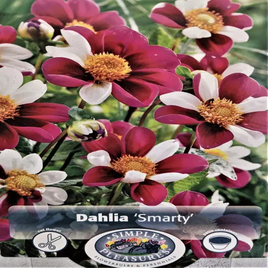 Smarty Collarette Flowered Dahlia - #1 Size Root Clump - Purple & White {1}