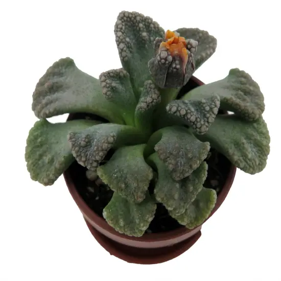 Dinosaur Foot Living Stone Plant - Titanopsis - 1" Pot - Collector's Series {3}