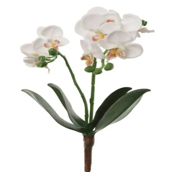 Phalaenopsis Spray 16" - 3 Pack {1}