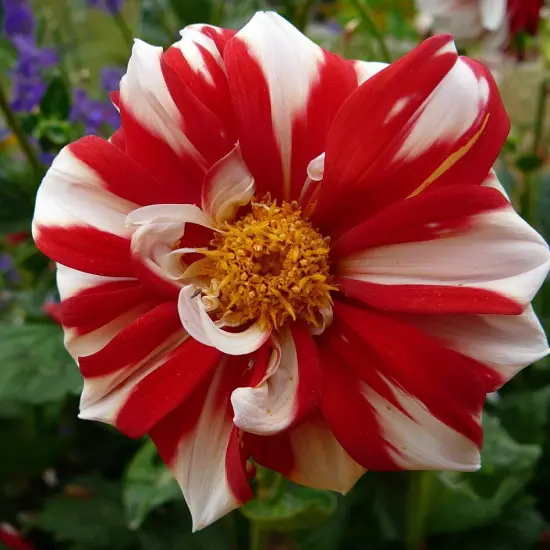 Fire and Ice Anemone Flowering Dahlia - #1 Size Root Clump - Bold Pattern {2}