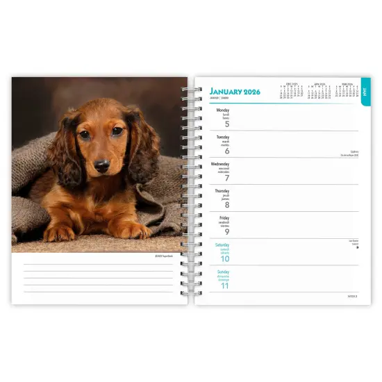 Dachshunds | 2026 6x7.75 Inch Spiral-Bound Wire-O Weekly Engagement Planner Calendar | New Full-Color Image Every Week {3}